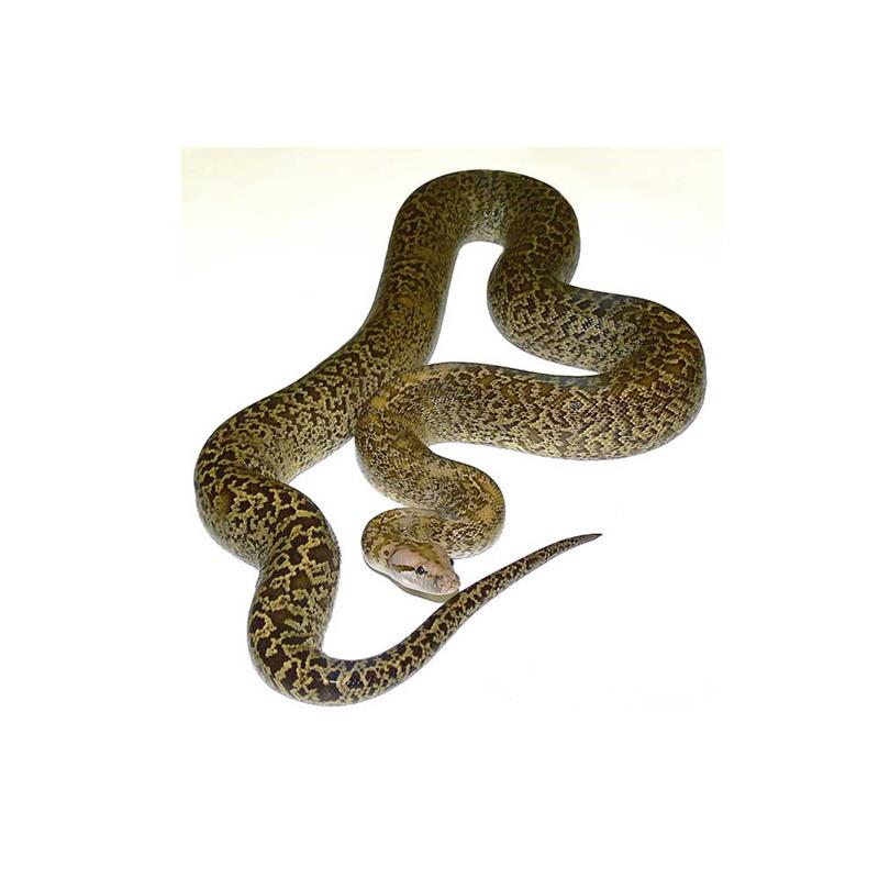 Piton molurus granit - imagine 3